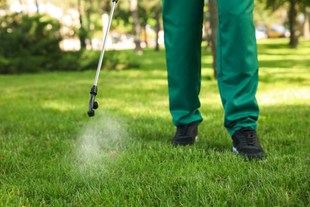 Best Termite Control Services  in Todd Creek, CO