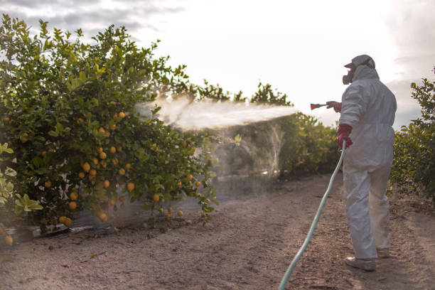 Best Ant Control Services  in Todd Creek, CO