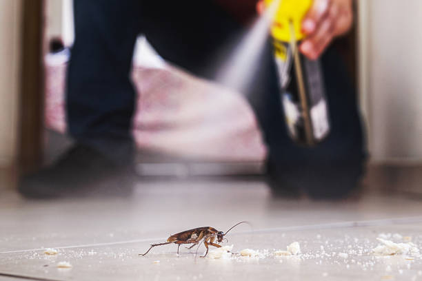 Best Affordable Pest Control Services  in Todd Creek, CO