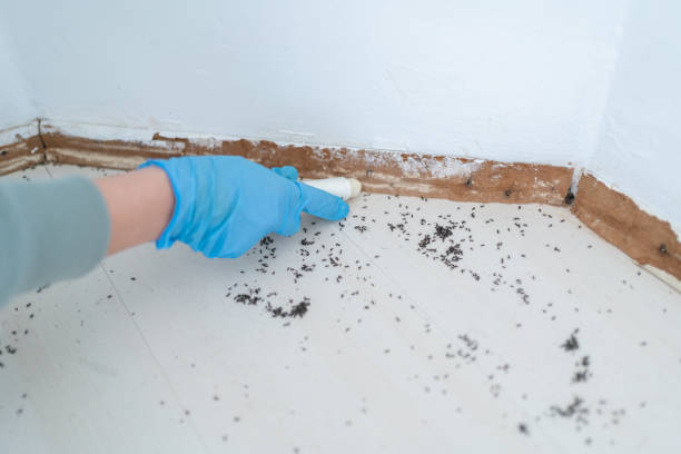 Best Bed Bug Extermination  in Todd Creek, CO